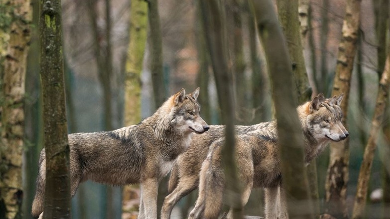 Der Wolf im Koalitionsvertrag