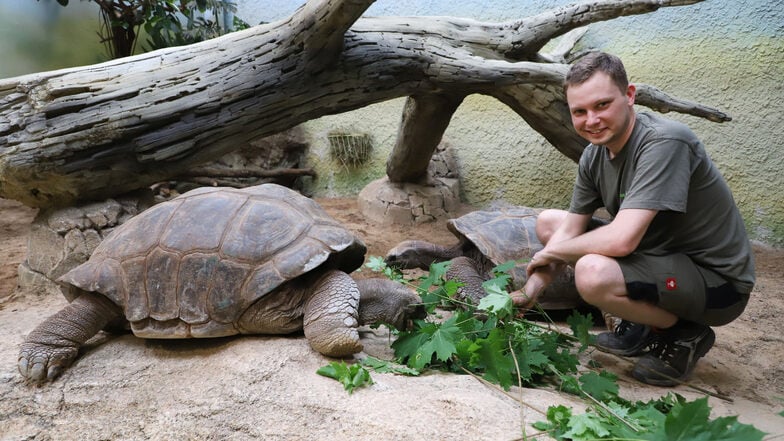 Roman Richter, Revierleiter des Orang-Utan-Hauses, mit zwei der drei
Aldabra-Riesenschildkröten