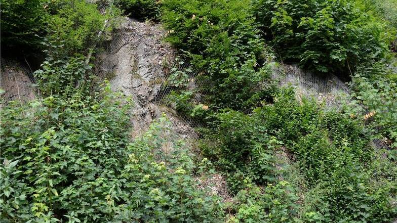 Wachstum im steilen Fels: So steil die Felswand auch ist, immer wieder fliegen Samen an und wachsen Bäume, die zum Sicherheitsproblem werden.