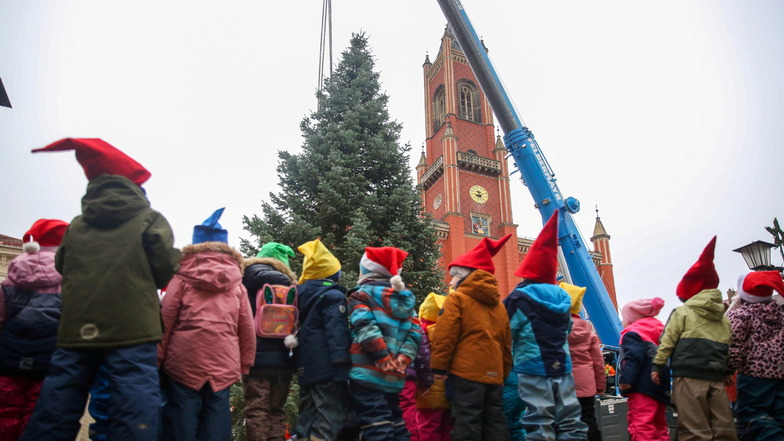 Das Aufstellen der diesjährigen Weihnachtstanne auf dem Kamenzer Marktplatz wurde diesmal von vielen Mädchen und Jungen beobachtet. Der Baum wuchs zuvor im Garten ihrer Kita.