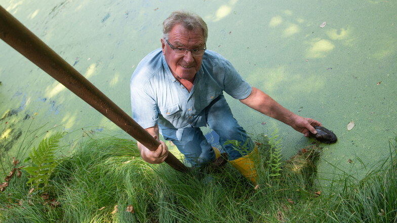 Hans-Joachim Weigel setzt die gefundene lebende Teichmuschel in ein Gewässer im Schlosspark.