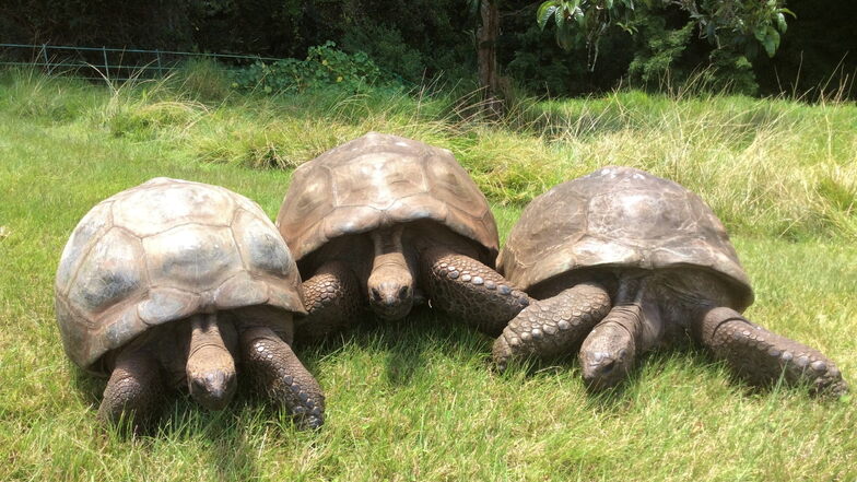 Jonathan (190, r.), die älteste Schildkröte der Welt, im Garten der Gouverneurs-Residenz auf der Insel St. Helena mit zwei weiteren Riesenschildkröten namens David und Emma (l.).