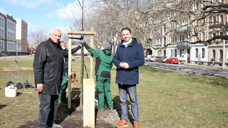 Riesas Ehrenbürger Günter Colve (l.) hat am Poppitzer Platz jetzt einen Baum zu seinen Ehren bekommen. Ein Geschenk der Stadt zu seinem 90. Geburtstag vor wenigen Wochen. Auch OB Marco Müller (CDU, r.) hatte gratuliert.