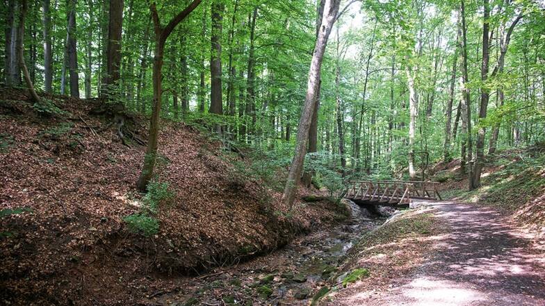 Waldfläche in Bannewitz / Mindestgebot 15.000 Euro