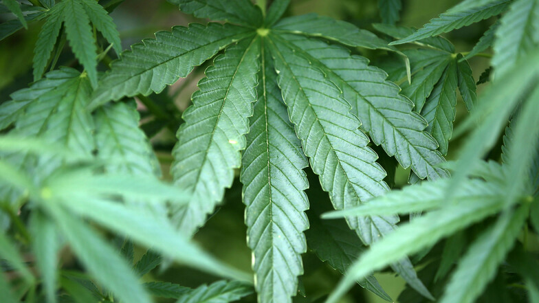 Zwölf Cannabispflanzen wurden durch die Polizei nahe der A4 sichergestellt.
