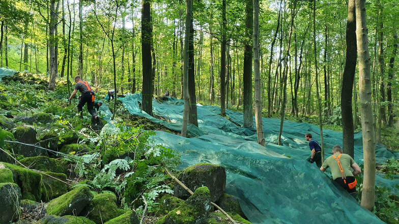 Mit solchen blau-grün schimmernden Netzen wird am Löbauer Berg das Saatgut des Spitzahorns geerntet.