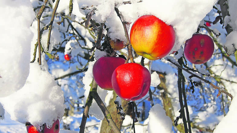 Apfel in Weiß: Wenn man die Obsternte einfach mal ausfallen lässt, bekommt man dieses Motiv vor die Linse. Uwe Köhler aus Reinholdshain hat einen Abstecher in seinen Garten gemacht.