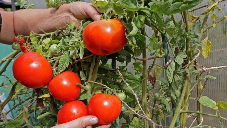 Eine angenehme Überraschung war in diesem Jahr das Experiment mit der russischen Feldtomate: Die Früchte sind größer als gedacht. Sie platzen bei Nässe nicht auf. Zudem sind sie gut transport- und lagerfähig.