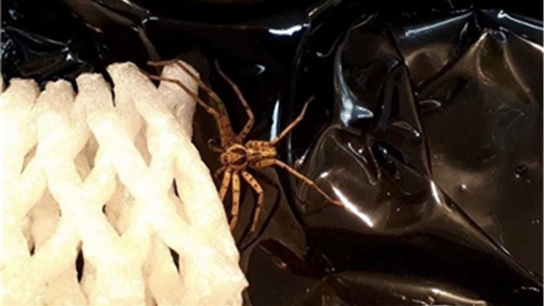Diese Spinne entdeckte Sascha Barth in der Zittauer Kaufland-Filiale