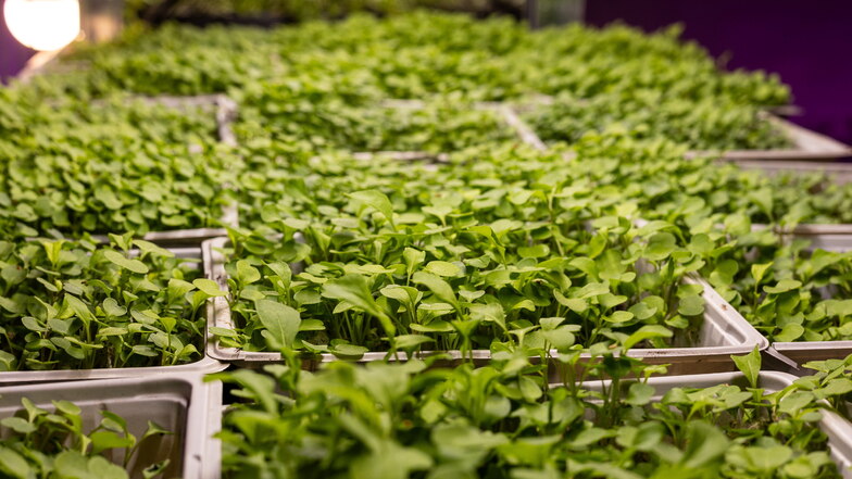 In der Anzucht im Gewölbekeller des Spindlerhofs wachsen sogenannte Microgreens: Keimlinge von Gemüse- oder Getreidepflanzen, die aufgrund ihres Nährstoffgehalts als "Superfood" bezeichnet werden.