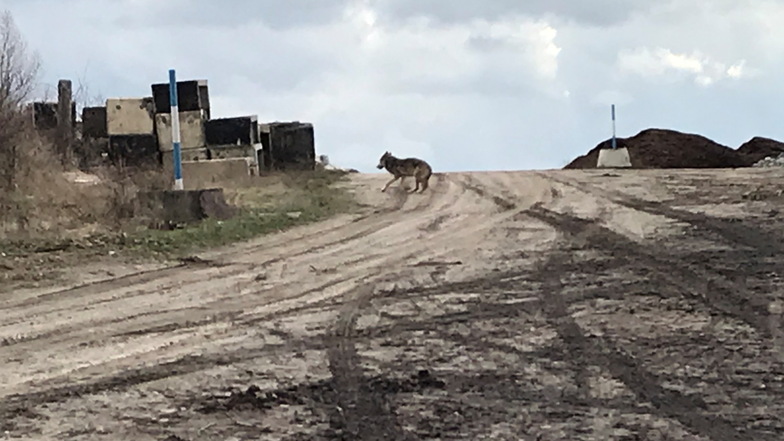 Dieses Foto stammt von einem Riesaer, der am Dienstag am Reußener Berg offenbar dem Wolf begegnet ist – direkt am Stadtrand.