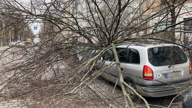 Ein Baum ist auf ein Auto gefallen.