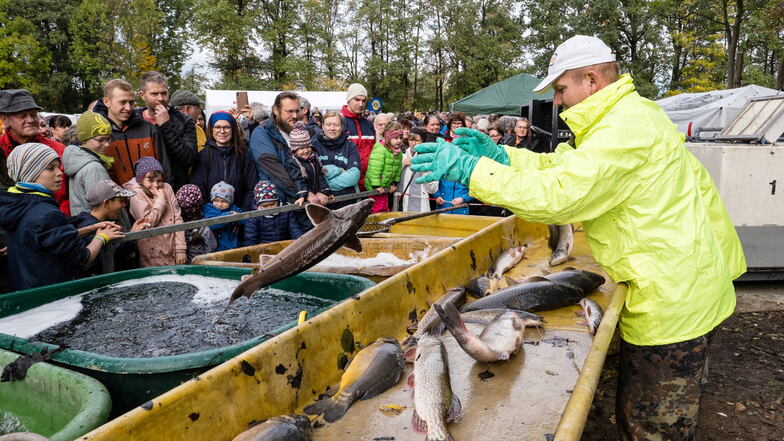 Sortieren der Fische beim Schaufischen am Schlossteich in Petershain.