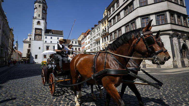 Pferdekutschen sind bei Hochzeitspaaren und Touristen in Görlitz beliebt. Doch wie steht es um das Wohl der Tiere?