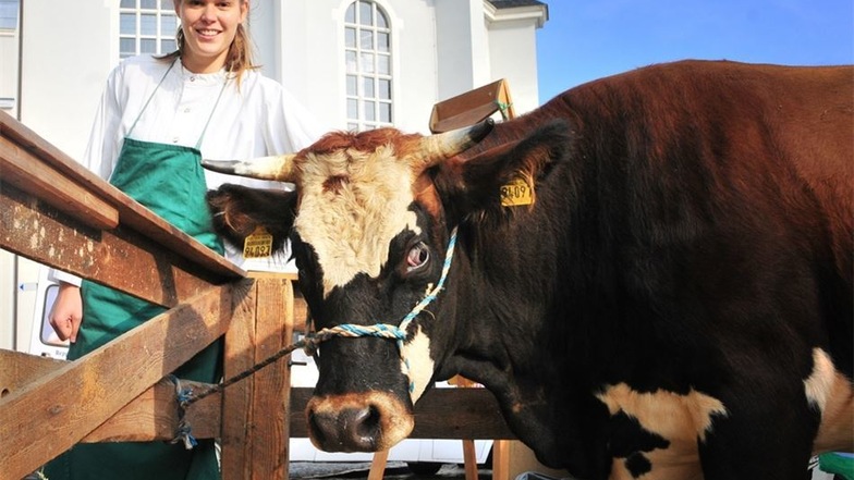 Elisa Herr mit Kuh Lotte. Uwe Hannecks Enkelin betreute zum ersten Mal das traditionelle Kuhroulette mit.