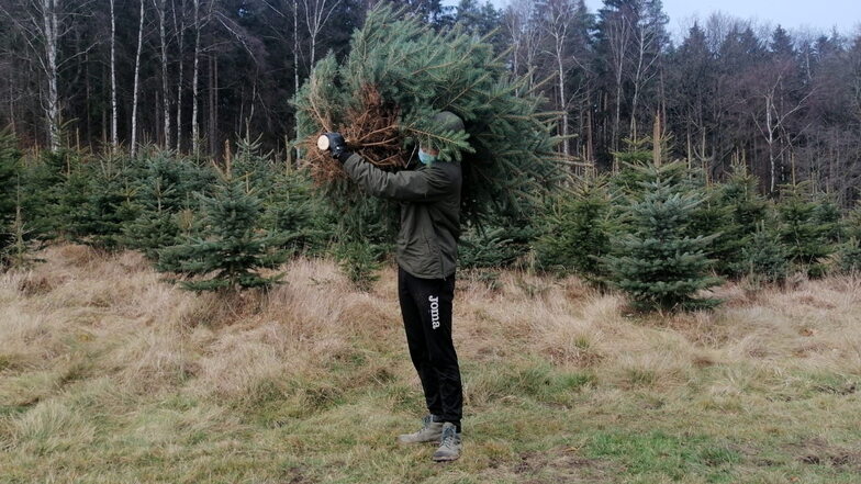 Weihnachtsbaum huckepack: Auf den Plantagen des Sachsenforsts kann man sich den Wunschbaum aussuchen und selbst sägen.