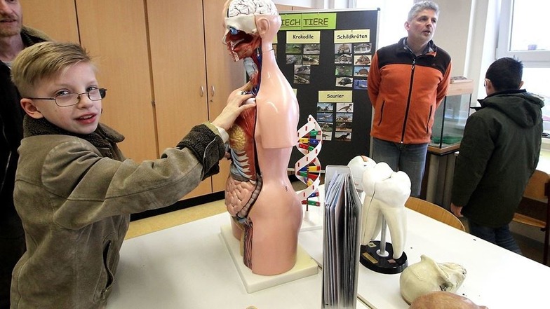Im Biologieraum der Freien Oberschule Rietschen zeigt Noa an einem Modell des menschlichen Körpers wo sich Herz, Leber und Lunge befinden.