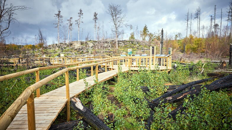 Zeigen, was nach dem Waldbrand passiert: Diese Idee steckt hinter der Errichtung der Wege zur Wildnis.