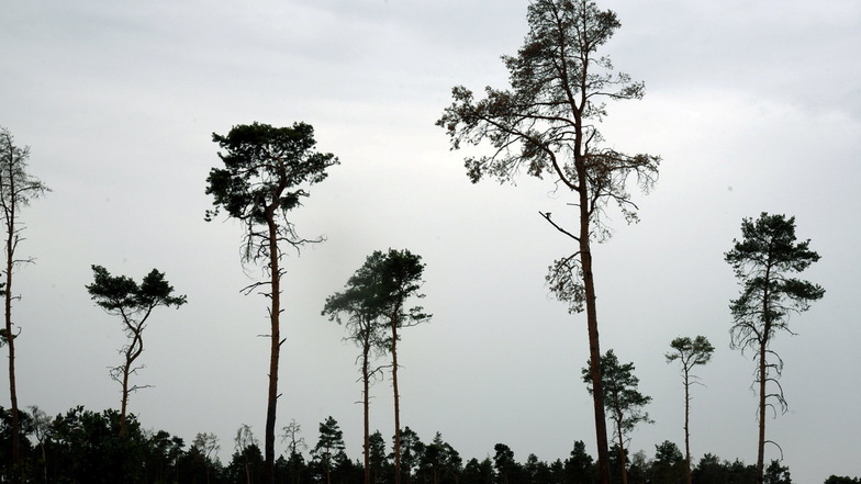 Fast abgestorbene hohe Kiefern an einer Landstraße in Nordsachsen: Zum Ausgleich der dramatischen Schäden in den sächsischen Wäldern will die Stiftung Wald rund vier Millionen Bäume pflanzen.