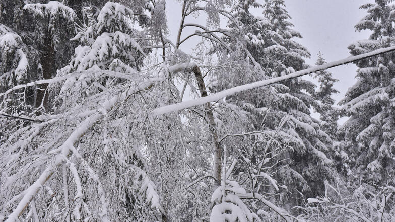 Erste Bäume geben unter der Schneelast nach. Hier zwischen Geising und Zinnwald liegt eine Birke auf einer Oberleitung.