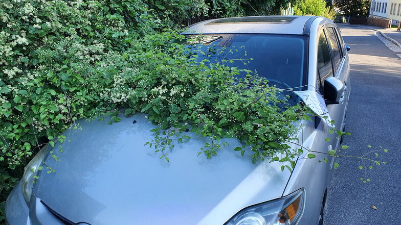 Hecke schluckt Auto: Eine Anwohnerin kann über den Dauerparker vor ihrem Grundstück gar nicht lachen.