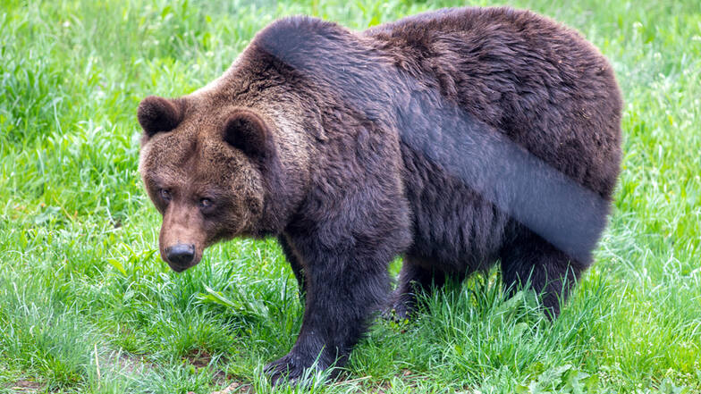 Ein solcher Bär ist in Bayern in eine Fotofalle getappt.