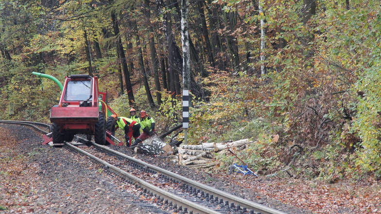 Die Soeg beauftragte die Olbersdorfer Firma Spittler an der Eisenbahnstrecke in Niederoybin, während der Betriebspause Bäume zu fällen.