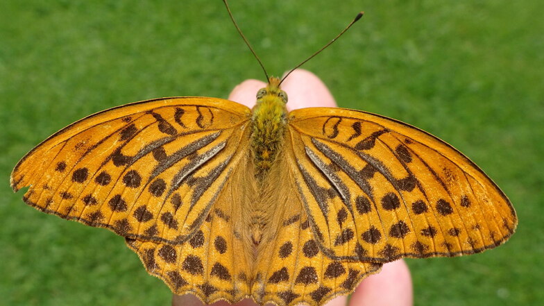 Kaisermantel heißt der Schmetterling, den SZ-Leser Manfred Weidner in Liebstadt fotografiert hat.