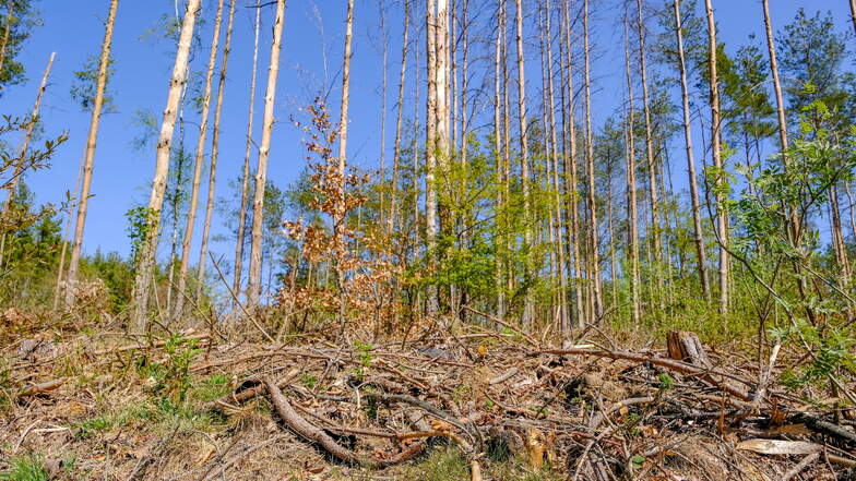 Coswig: Waldwissen für private Waldbesitzer im Forstbezirk Dresden