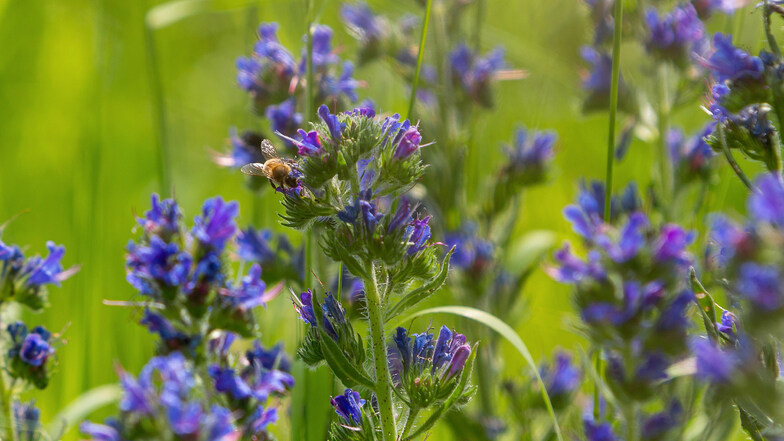 Eine Wildbiene auf einem Feld in Bannewitz.