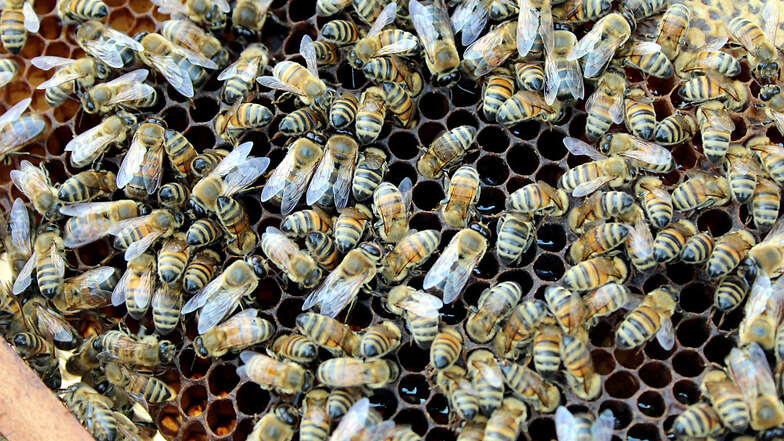 Bienen der Art Buckfast gelten als sehr sanftmütig. Imker Steven Voll achtet bei der Zucht darauf, dass das bei seinen Völkern auch so bleibt.