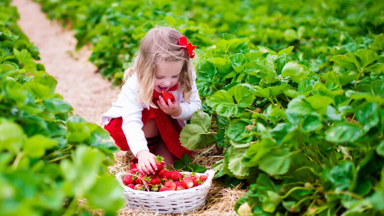 Leckere Erdbeeren direkt vom Feld: Lauter Früchte zum Reinbeißen!