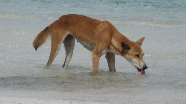 Dingos sind hundeähnliche Raubtiere, die vor allem in Australien leben