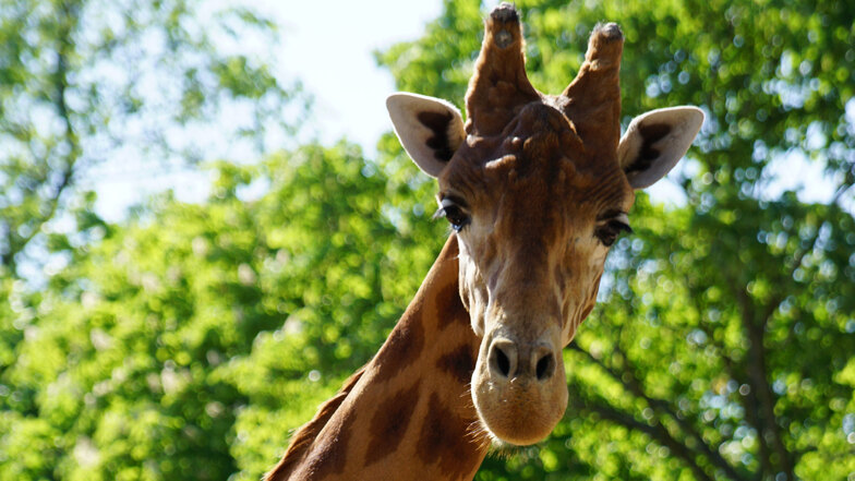 Hat keinen Bock auf Dänemark: Giraffenbulle Diko aus dem Zoo Dresden
