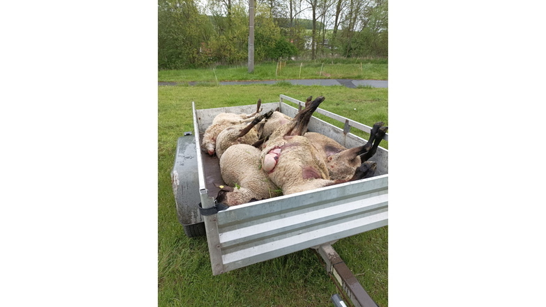 Wolf tötet in Dittersbach sechs Schafe