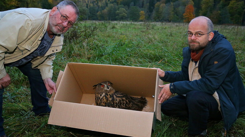 Ulrich Augst (li.) und Ronny Goldberg, Artenschützer bei der Nationalparkverwaltung, wollten die Uhudame am Donnerstag wieder freilassen. Doch noch wollte sie nicht fliegen.