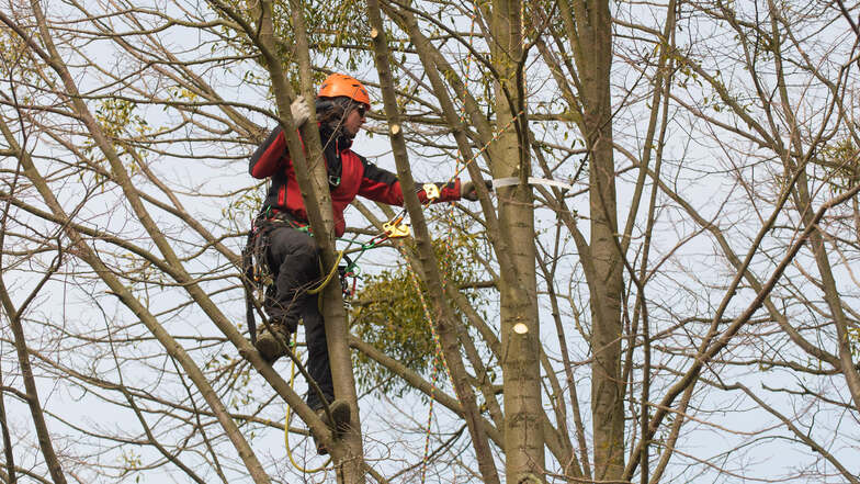Ein Baumpfleger der Firma Impulsgrün befreit auf dem Landgut Hofewiese Bäume von Totholz und vor allem von belastenden Misteln.