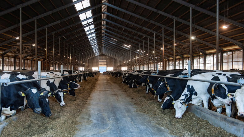 Bisher wird die Gülle aus den Rinderställen der Agrargenossenschaft Dobra zu Strom und Abwärme. Künftig soll hier das Gas Biomethan produziert werden.