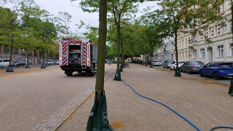 Die Berufsfeuerwehr füllt die Säcke an den Bäumen am Lutherplatz in Görlitz mit Wasser.