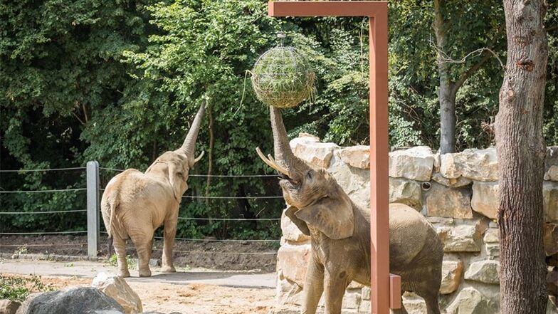 Groß war die Freude der Elefantendamen im Juli, als ihnen das renovierte Außengehege wieder offen stand.