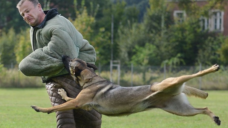 Der „flüchtende“ Polizeihauptmeister Steffen Schöne wird von Schäferhund Rieke gestellt. Er demonstriert bei der Diensthundeprüfung, dass ein trainierter Polizeihund auch „auf Mann“ geht, wenn er den Befehl dazu bekommt.