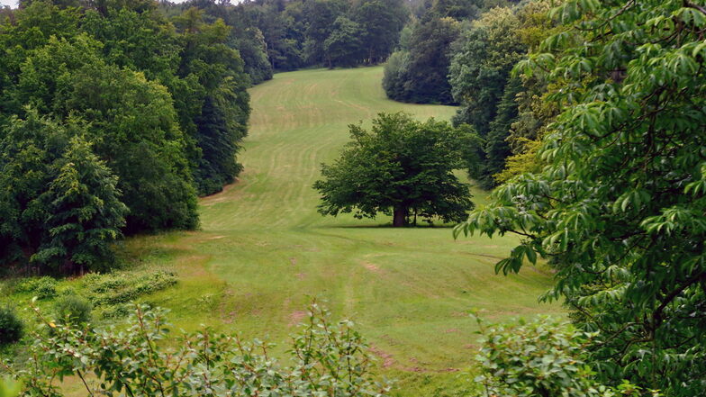 Diese Waldschneise im Schlosspark Ettersburg heißt Pücklerschlag - benannt nach dem Gartenplaner Fürst Hermann von Pückler-Muskau.