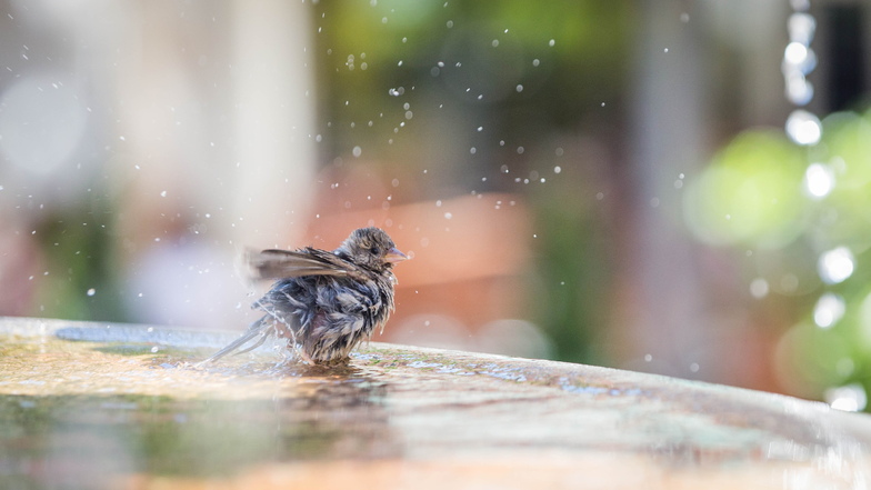 Vögel dürfen in Brunnen baden, Menschen nicht. Dieser Spatz badet im Gänsediebbrunnen.