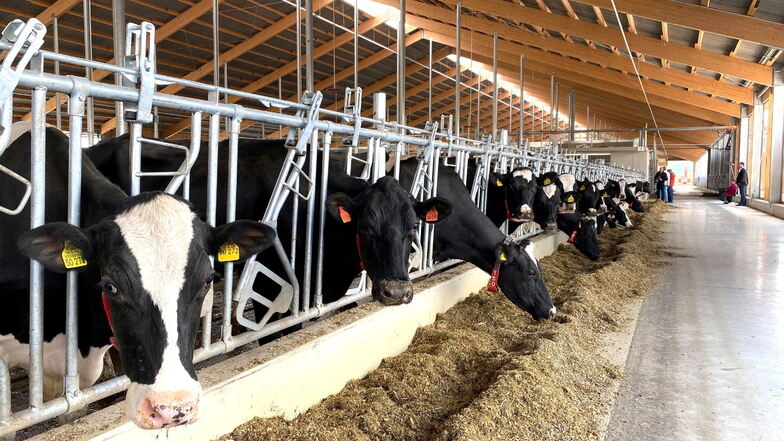 Die Kühe haben in der neuen Anlage viel mehr Platz.