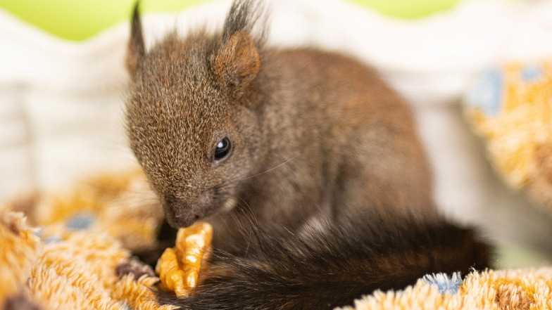 Polizei und Feuerwehr retten Eichhörnchen-Baby in Bautzen