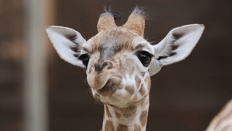 Der junge Giraffenbulle Kiano in seinem Gehege im Zoo Leipzig.