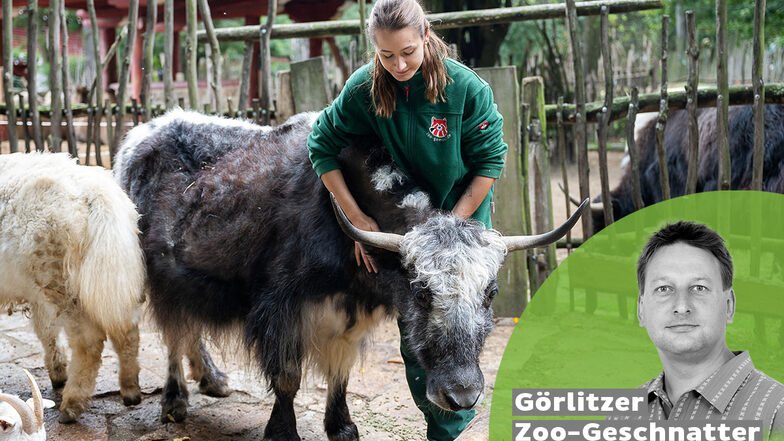 Tierpflegerin Kristin Kasper mit einer Yak-Kuh im Tierpark am Freitag in Görlitz.