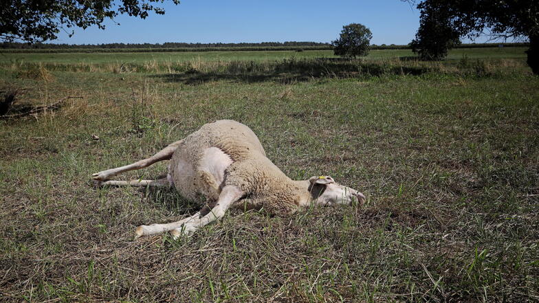 Ein totes Schaf auf einer Weide am Elbufer bei Trebnitz. 18 Tiere sind  hier in der Nacht auf Montag verletzt oder getötet worden, vermutlich vom Wolf.