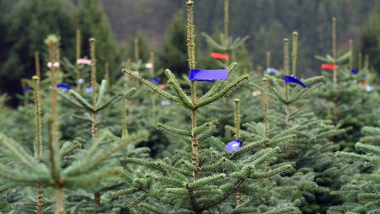 Weihnachtsbäume könnten in diesem Jahr mehr kosten.