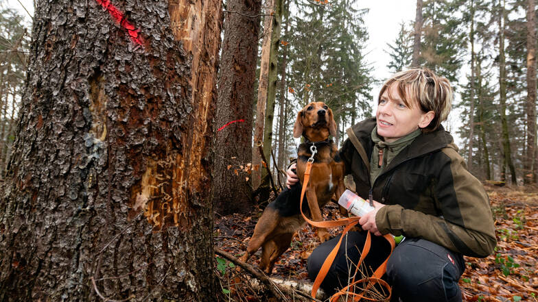 Revierförsterin Annette Schmidt-Scharfe markiert vom Borkenkäfer befallene Bäume im Sebnitzer Wald.